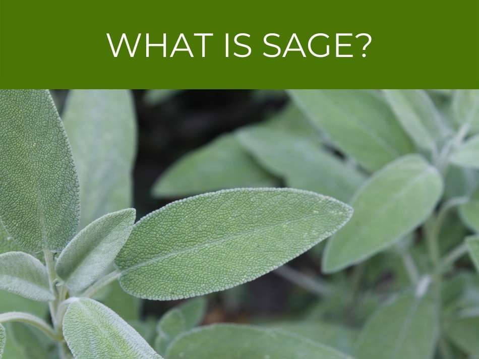 How to Grow Sage - Greenhouse Today