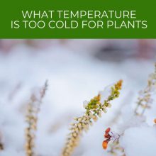 What temperature is too cold for plants