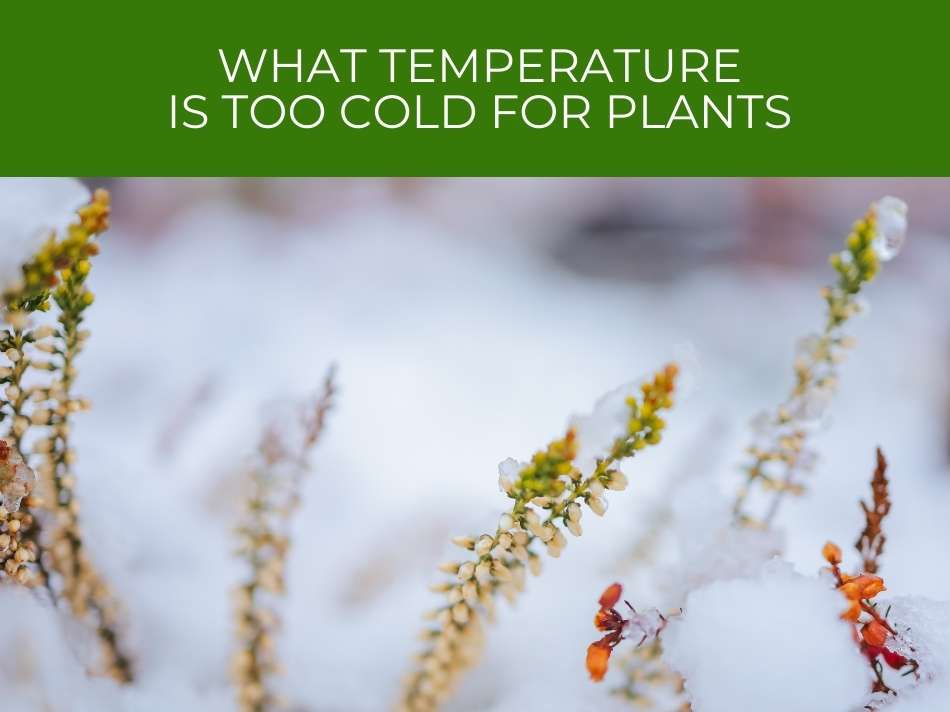 Plants emerging from snow with a caption questioning the cold temperature tolerance for plants.