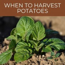 When to harvest potatoes