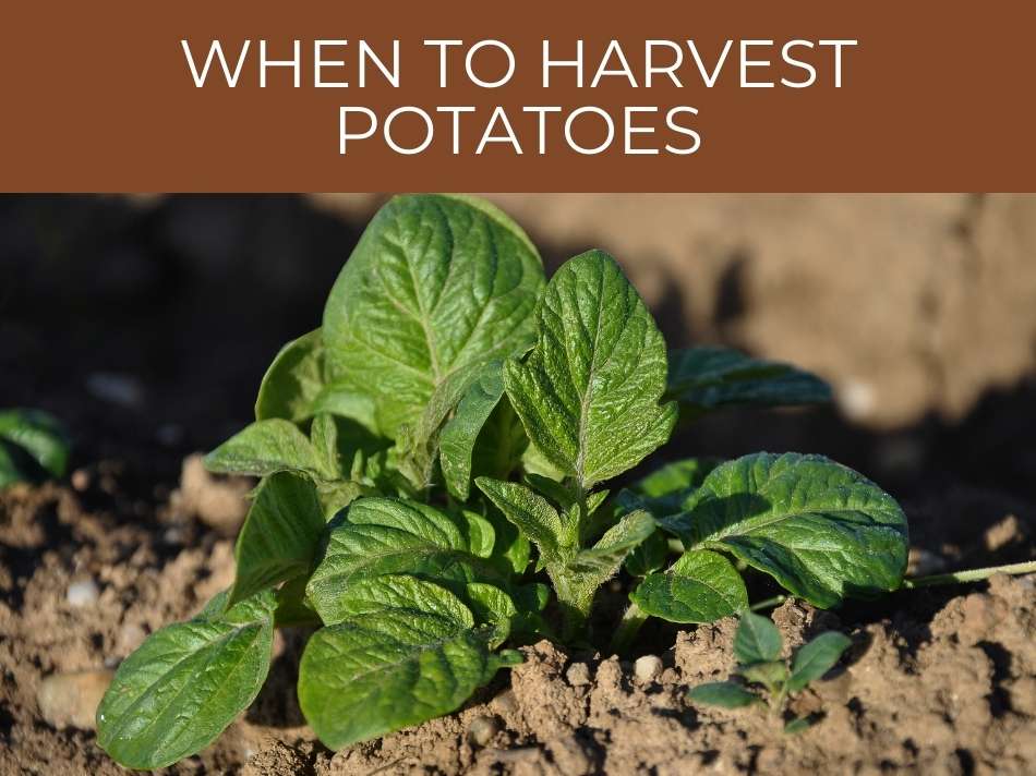 Potato plant growing in soil with text "When to harvest potatoes.