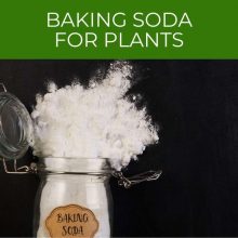 Baking soda for plants