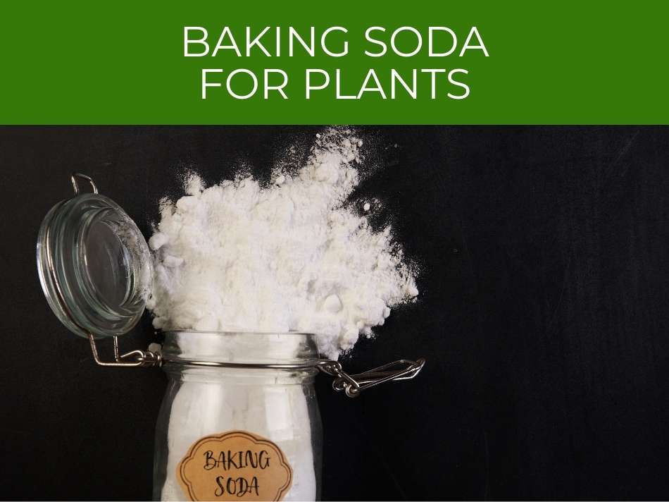 Glass jar labeled "baking soda" with white powder spilling out on a black background, titled "baking soda for gardening" in green text.