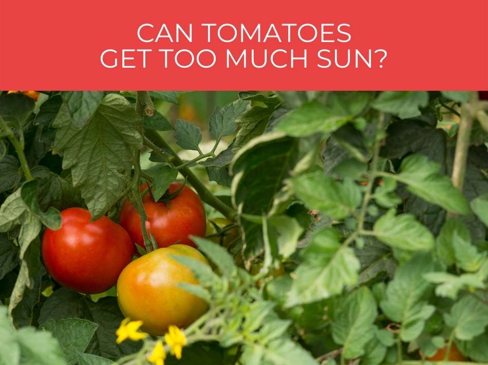 Ripe and partly ripe tomatoes on a vine with the text "can tomatoes get too much sun?" in bold at the top against a red background.