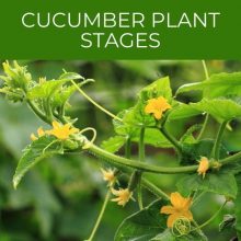 Cucumber Plant Stages