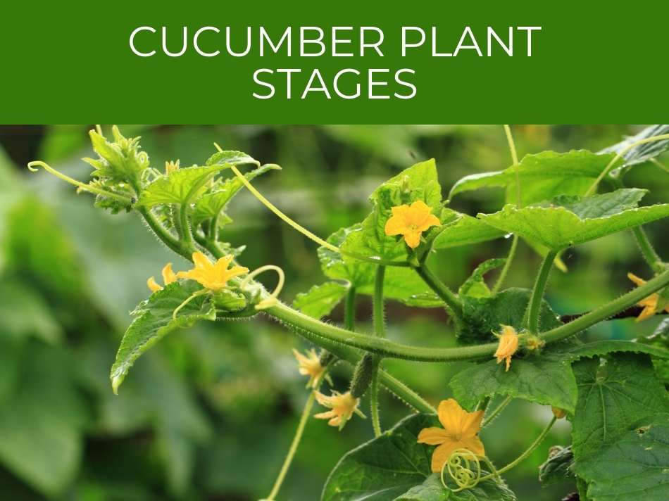 Various growth stages of a cucumber plant, displaying bright yellow flowers and green tendrils against a blurred background, illustrate key aspects of cucumber plant stages.