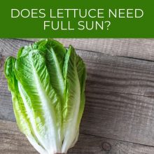 Does lettuce need full sun