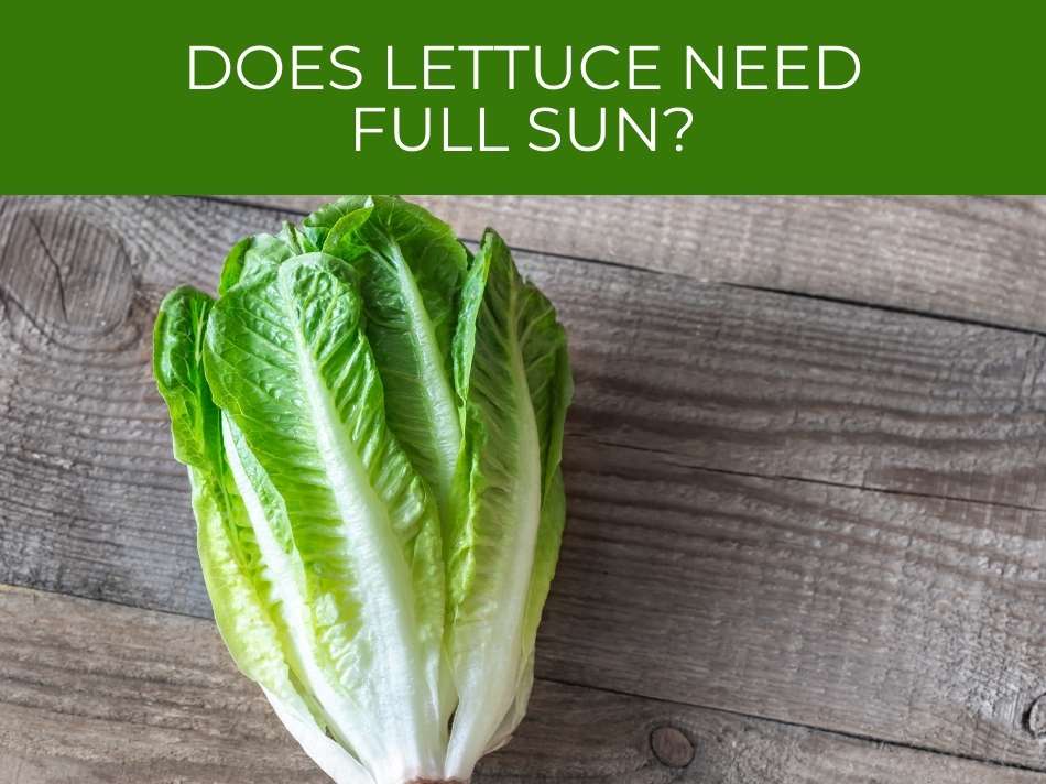 Fresh lettuce on a wooden surface with the question "Does lettuce require full sun?" displayed above it.