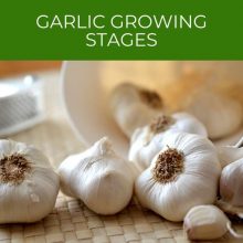 Garlic growing stages