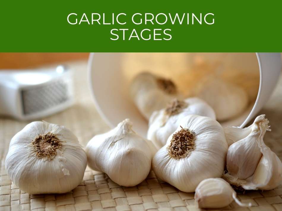 White garlic bulbs and cloves arranged on a woven mat, with a metal grater and overturned bowl in the background, titled "garlic cultivation stages".