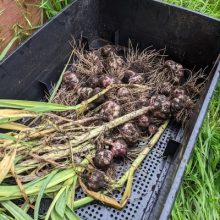 Garlic harvesting