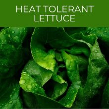 Heat Tolerant Lettuce