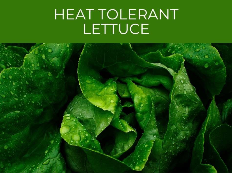 Close-up of vibrant, dew-covered growing lettuce leaves with "heat tolerant lettuce" text overlay in bold white font.