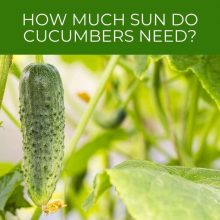 How Much Sun Do Cucumbers Need