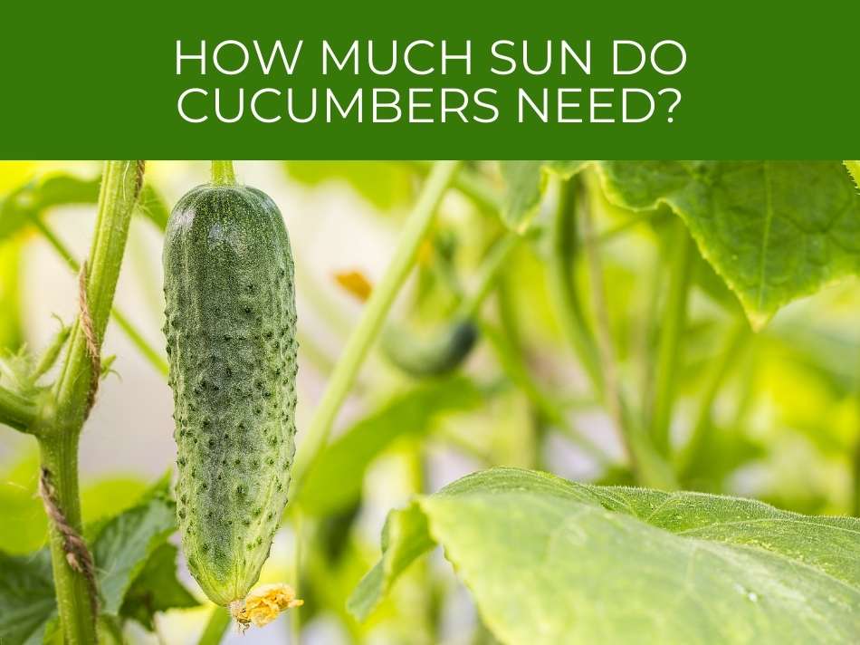Cucumber hanging from a vine with text overlay reading "cucumber growing sunlight requirements" on a green background.