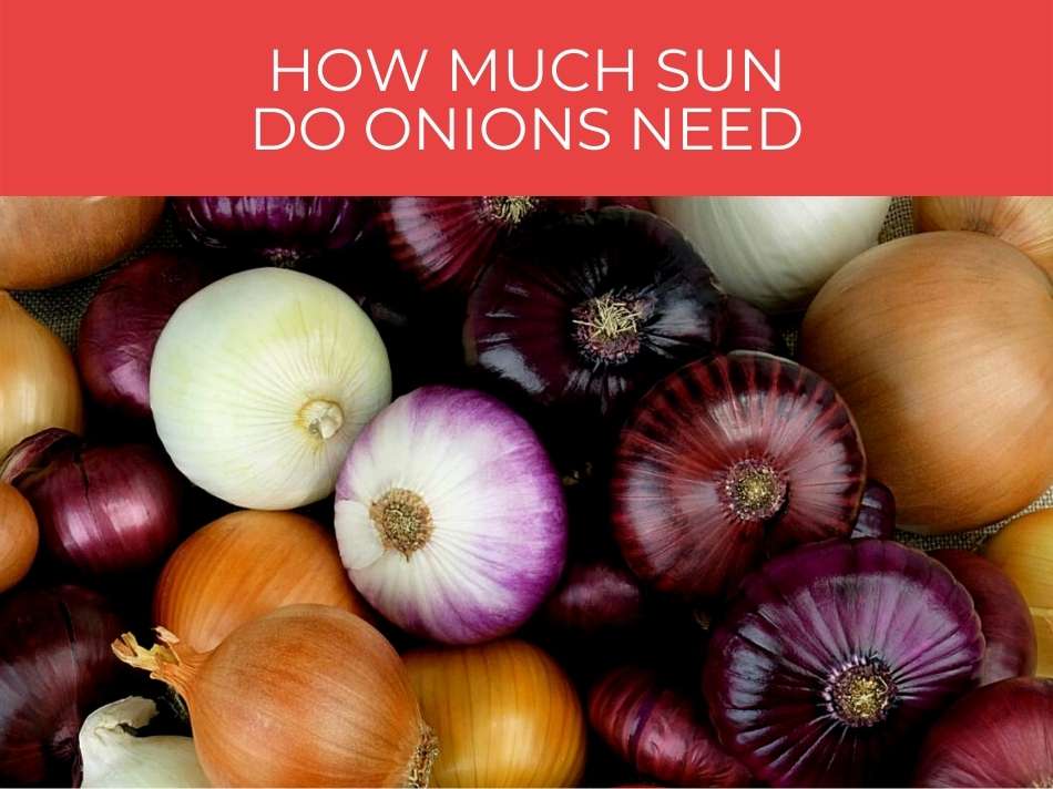 How Much Sun Do Onions Need