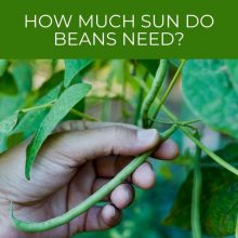 How much sun do beans need