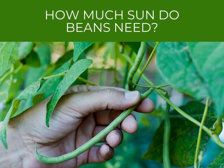 A hand inspecting green beans on a plant under the text "how much sun do beans require?" against a blurred green background.