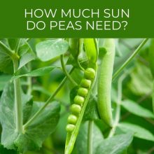 How much sun do peas need