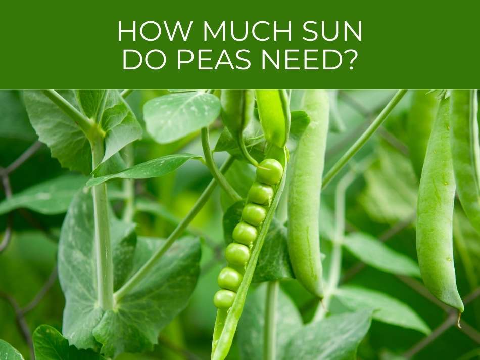 How much sun do peas need?