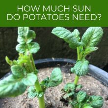 How much sun do potatoes need