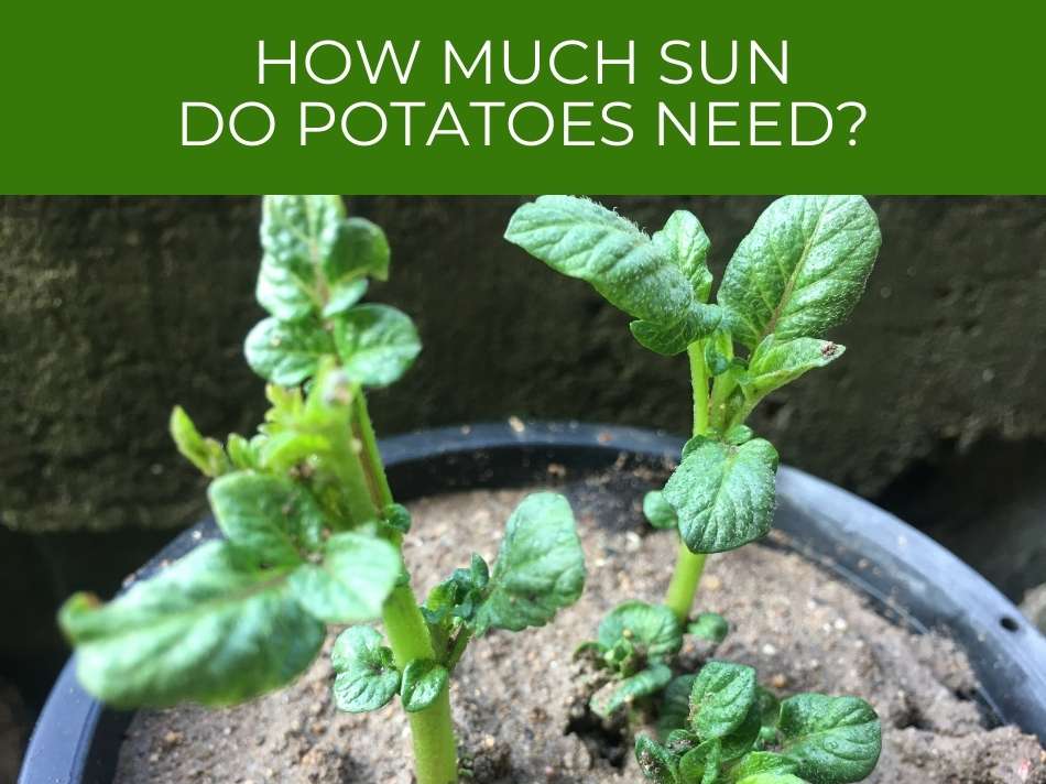 Young potato plants growing in a pot with text asking, "how much sun do potatoes need?