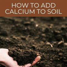 How to add calcium to soil