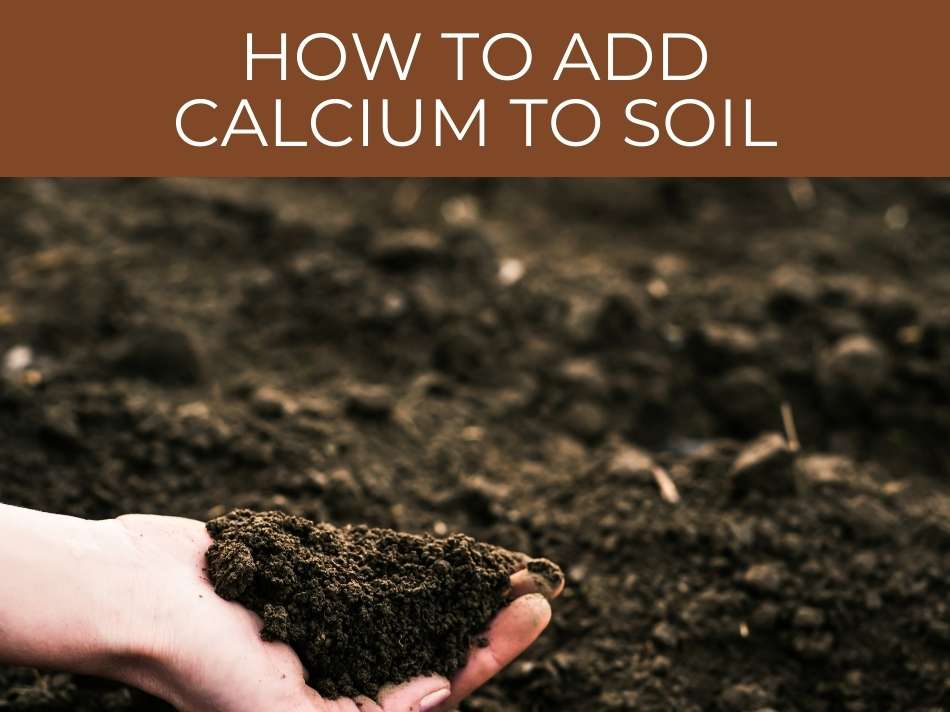 A close-up of a hand holding rich soil with text overhead reading "how to add calcium to soil" on an earthy background, illustrating effective soil amendment.