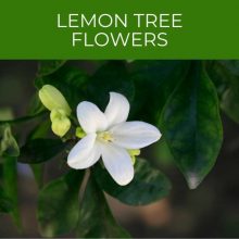 Lemon Tree Flowers