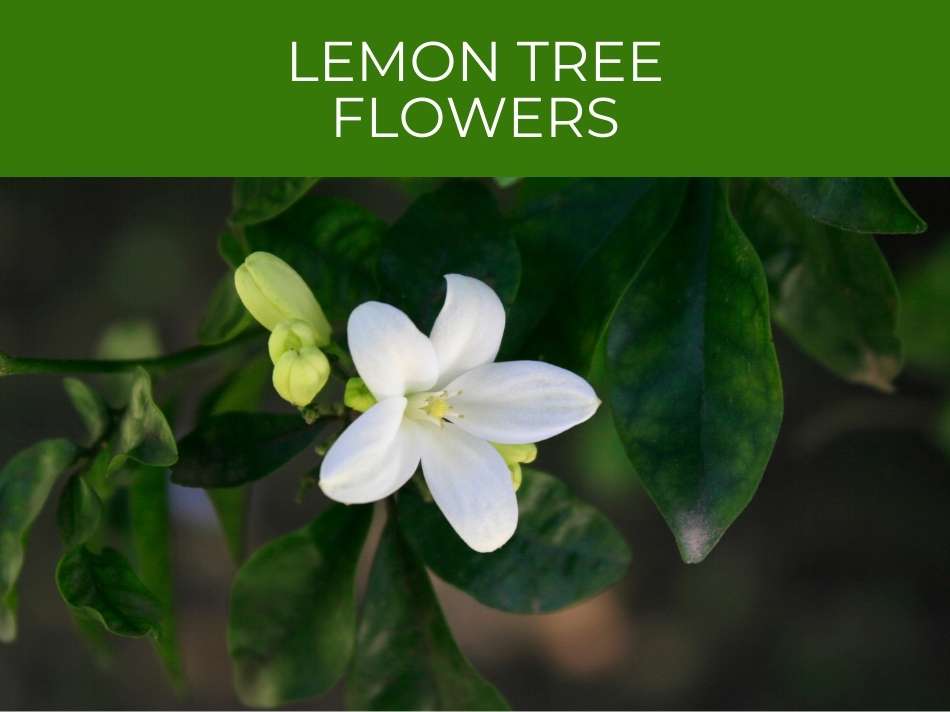 White lemon tree flowers and buds against dark green leaves, with a label at the top reading "Lemon Tree Flowers".