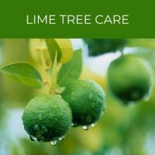 Lime Tree Care