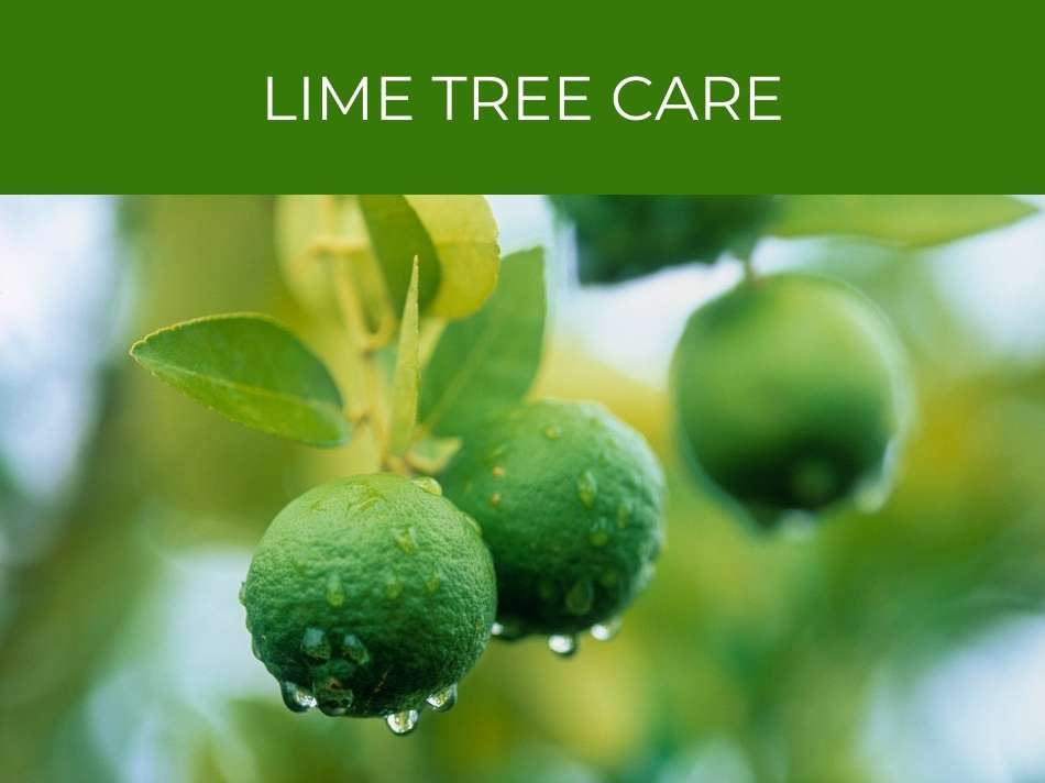 Wet limes hanging on a tree branch with the text "lime tree maintenance" on a green background above.