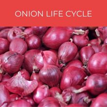 Onion Life Cycle