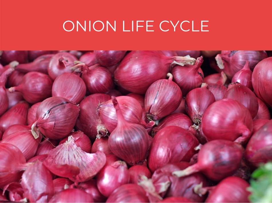 A collection of red onions with intact skins, displayed under a title that reads "onion growth stages" in white text on a red background.