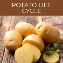 Potato life cycle