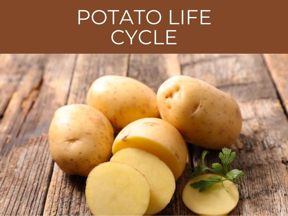 Potato life cycle