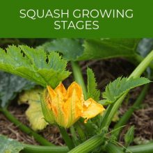 Squash Growing Stages