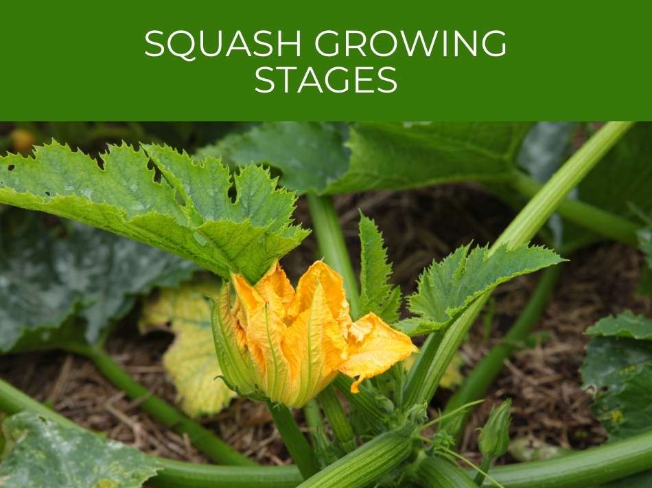 Squash cultivation with bright yellow flower and large green leaves, titled 'squash growing stages'.