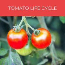 Tomato Life Cycle