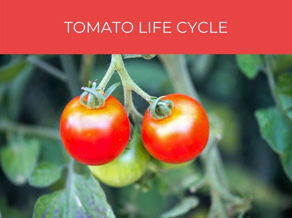Two ripe tomatoes on a vine with a text overlay saying "tomato growth stages", emphasizing stages of tomato growth.