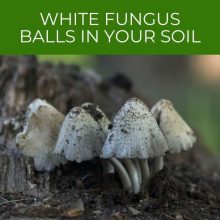White Fungus Balls In Your Soil