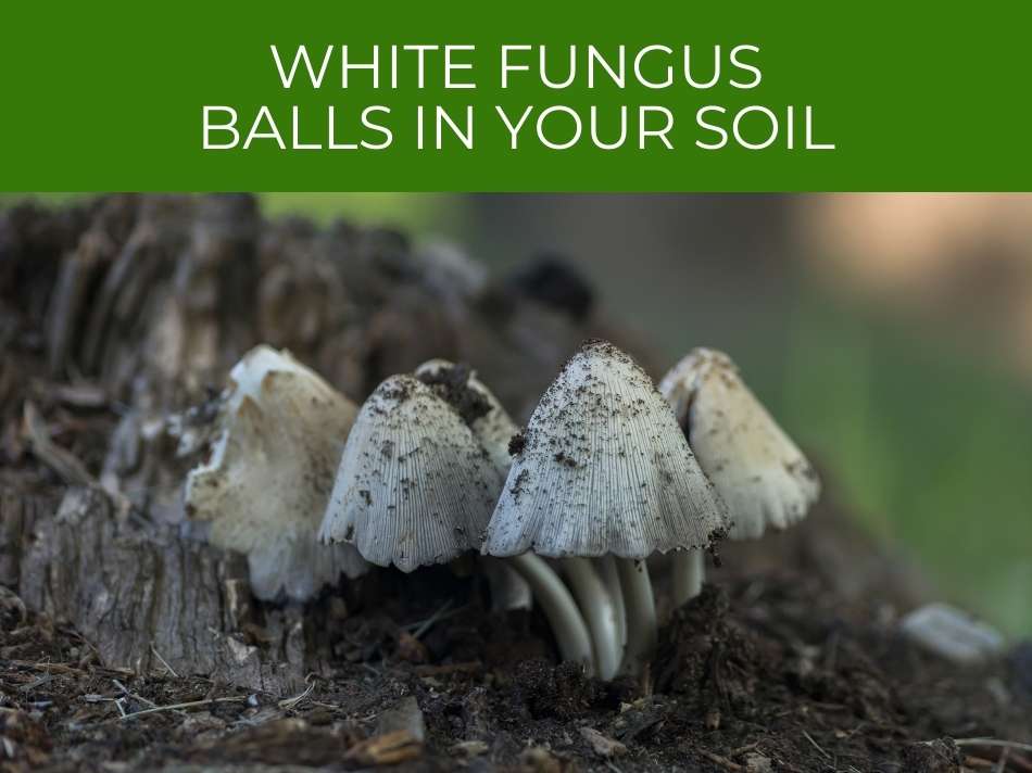A cluster of white fungus balls growing at the base of a tree stump, surrounded by soil, with text "white fungus balls in your soil" above.