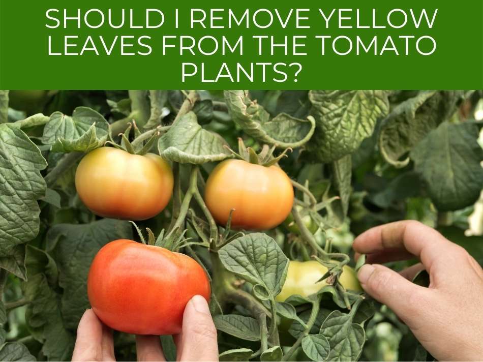 Tomato plant leaves turning yellow - Greenhouse Today