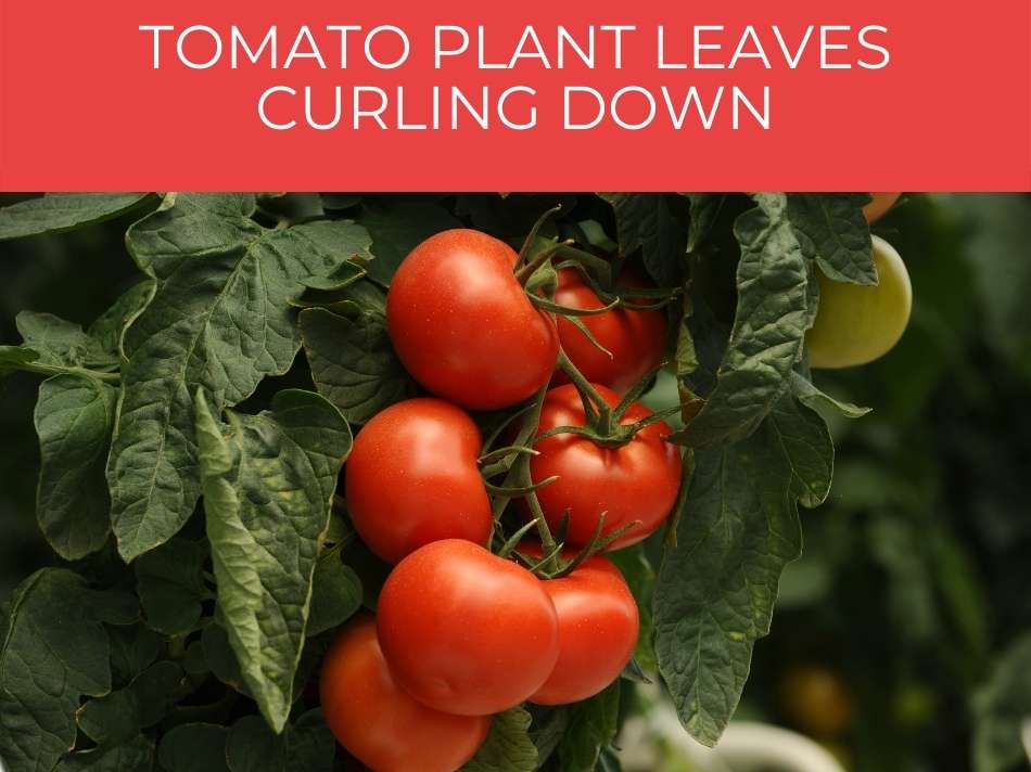 Tomato leaves curling - Greenhouse Today