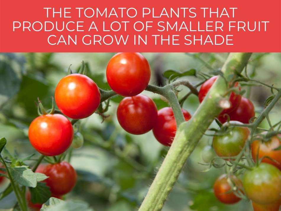 Can tomatoes get too much sun? - Greenhouse Today