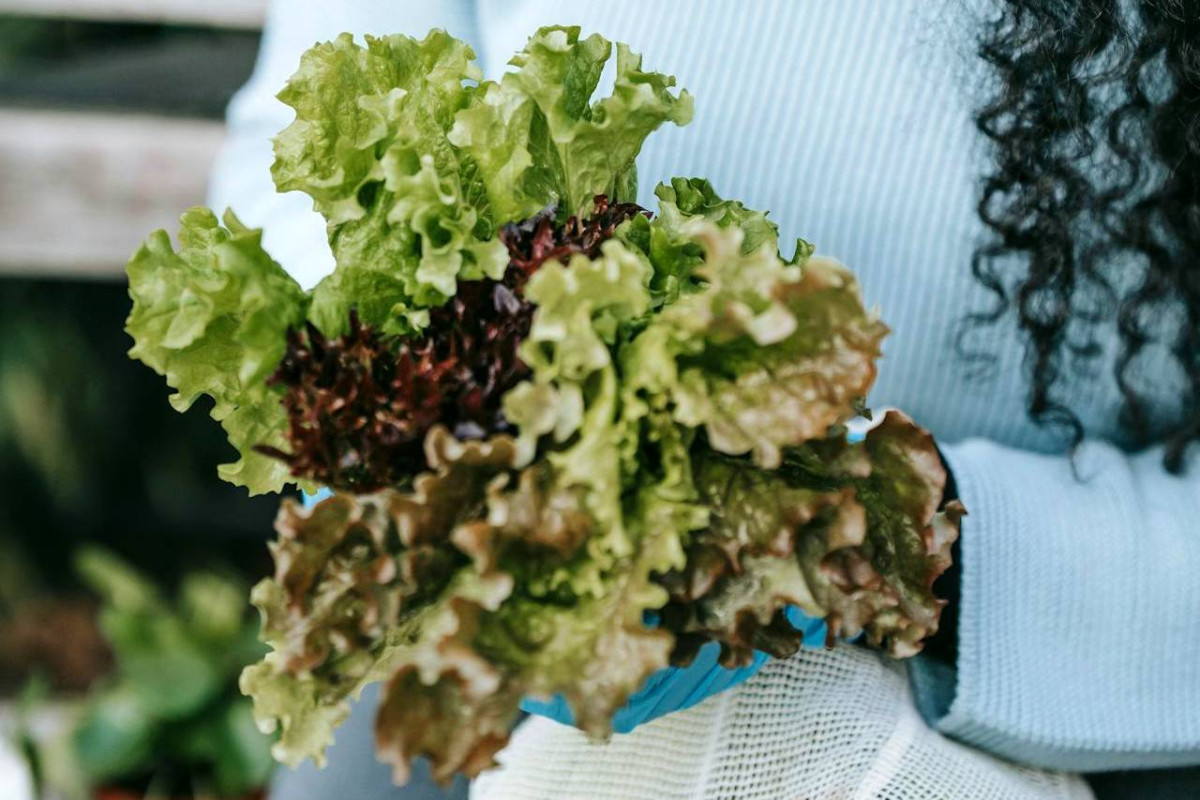 A person holds a fresh bouquet of green and red leaf lettuce, showcasing its growing stages, close to their body.