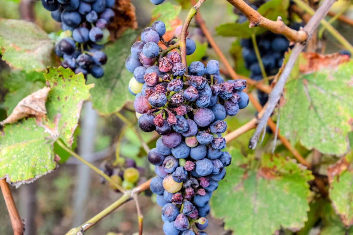 A close-up photo of a cluster of ripe, purple grapes with signs of low pH on a vine, surrounded by green and yellow leaves.