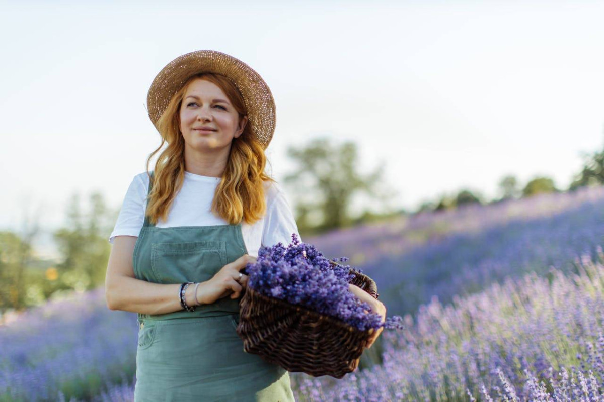 A woman in a straw hat and overalls harvesting lavender, holds a basket of cut flowers in a blooming lavender field.