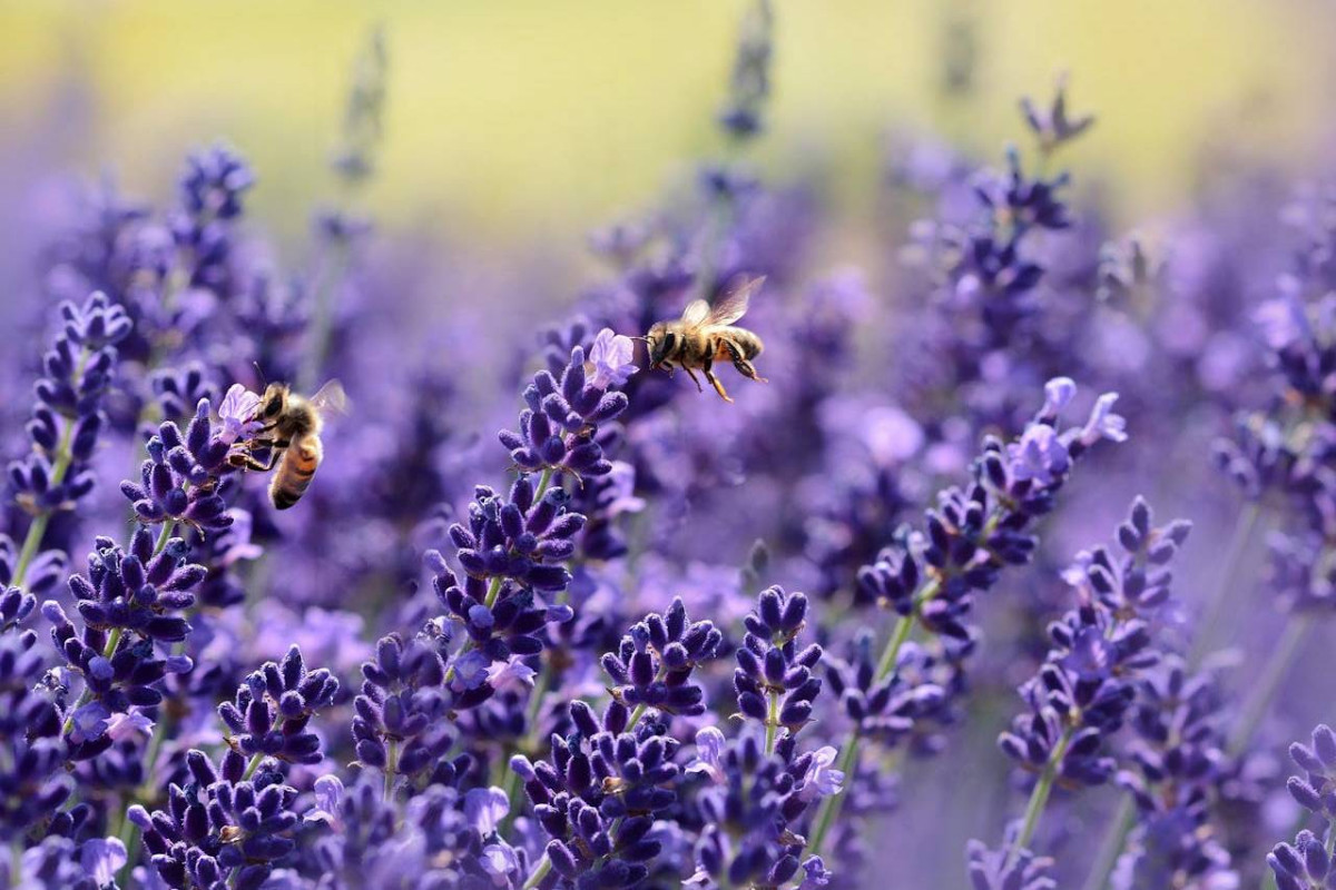 Bees flying over the lavender spread of purple flowers in bloom.