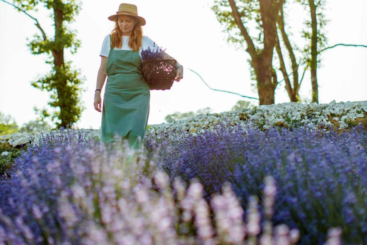 A woman in a straw hat and green apron carrying a basket walks through a vibrant field of various lavender varieties.